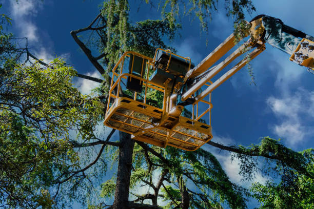 Reliable Mount Healthy, OH Tree Services Solutions